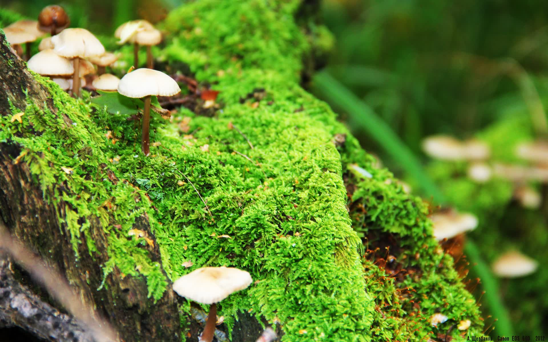 世界保龄球社区推广月优秀组织单位交流会召开,世界保龄球联合会